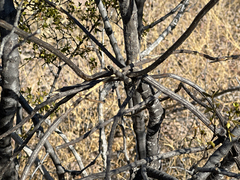 Peniocereus striatus