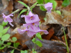 Phlox stolonifera