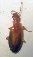 Xenitenus dilucidus