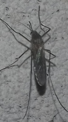 Culex pipiens