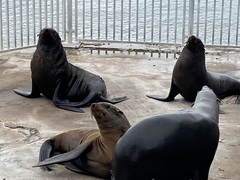 Arctocephalus pusillus pusillus