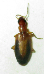Xenitenus dilucidus