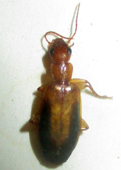 Xenitenus dilucidus