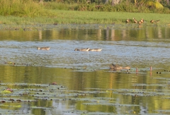 Nettapus coromandelianus