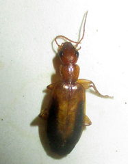 Xenitenus dilucidus