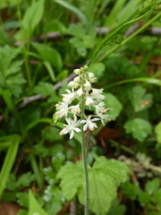 Tiarella