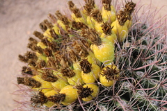 Ferocactus