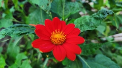 Tithonia rotundifolia