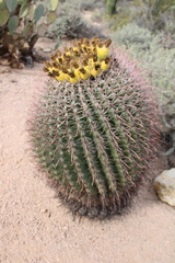 Ferocactus