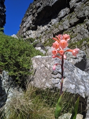 Watsonia tabularis