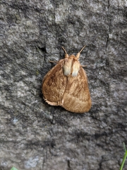 Phyllalia thunbergii