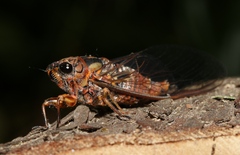 Pyropsalta amnica