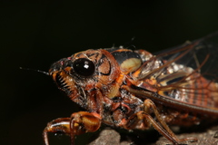 Pyropsalta amnica