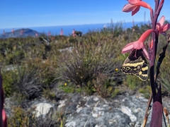 Aeropetes tulbaghia