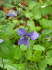 Viola cucullata