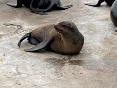 Arctocephalus pusillus pusillus