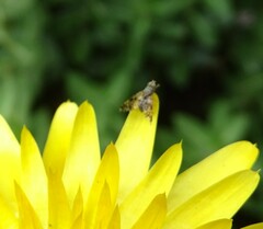 Austrotephritis poenia