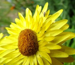 Austrotephritis poenia
