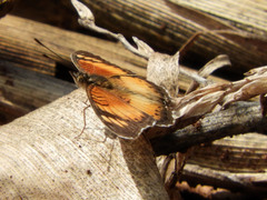 Junonia sophia
