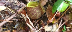 Nepenthes ampullaria