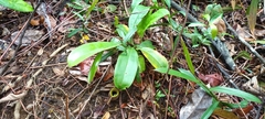Nepenthes ampullaria