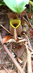 Nepenthes ampullaria