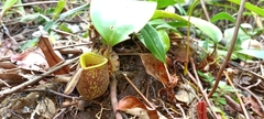 Nepenthes ampullaria