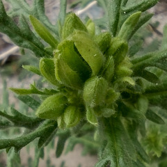 Emmenanthe penduliflora penduliflora