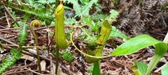 Nepenthes gracilis