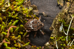 Eubulus