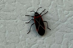 Neacoryphus bicrucis