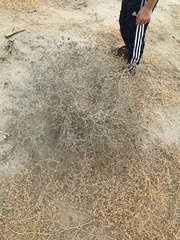 Psorothamnus emoryi emoryi