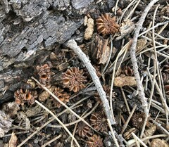 Allocasuarina luehmannii