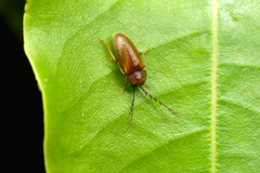 Ptilodactylidae