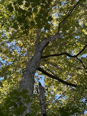 Quercus michauxii