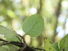 Coprosma rotundifolia
