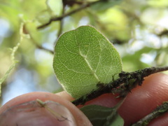 Coprosma rotundifolia