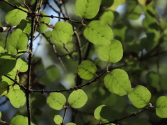 Coprosma rotundifolia