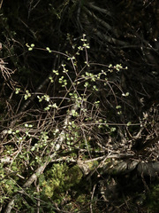 Neomyrtus pedunculata