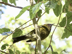 Anthornis melanura
