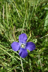 Gentianopsis thermalis