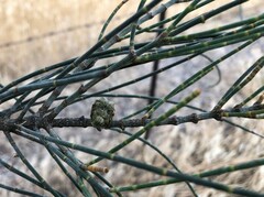 Allocasuarina luehmannii