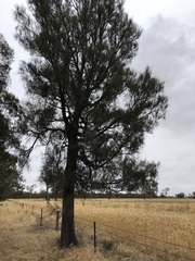 Allocasuarina luehmannii