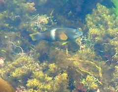 Notolabrus tetricus