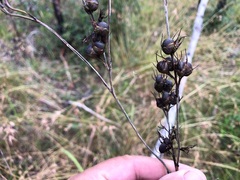 Haemodorum austroqueenslandicum