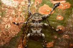 Lagocheirus binumeratus