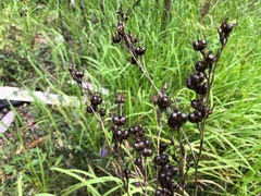 Haemodorum austroqueenslandicum