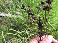 Haemodorum austroqueenslandicum