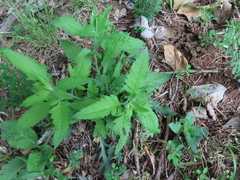 Dasistoma macrophylla