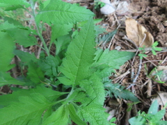 Dasistoma macrophylla